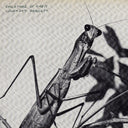 Creature Of Habit [CD]