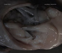 CROATIAN AMOR - Love Means Taking Action |