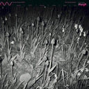 CUCINA POVERA & ELS - The Oystercatcher [Vinyl]