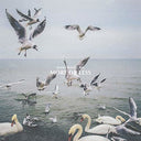Dan Mangan - More Or Less [Vinyl]