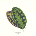 Dam Swindle - Come Back (GREEN VINYL 12" Aus Music AUS200B 2024) | NEW