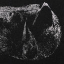 Viscera (Limited Edition, Numbered, Clear Brown Marble Colored Vinyl) |