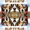 Ii |