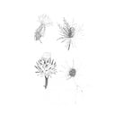 DISTELS - Distels |