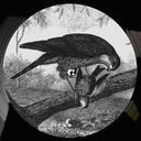 Karma Kid - Bird Of Prey | Mint (M) Mint (M)