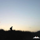 DUSTY KID - Not So Green Fields |