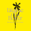 EIKO ISHIBASHI/JIM O'ROURKE - Lifetime of a Flower |