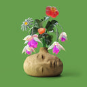 Dreams ("Flower Petal" Fuschia Vinyl) | Mint (M) Mint (M)