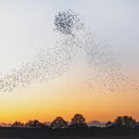 PRE-ORDER: Dawn Chorus (180G) [Recycled Vinyl] [Vinyl]