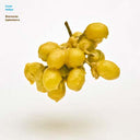 EVAN MILLER - Beeswax Ephemera (CD) | Mint (M) Mint (M)