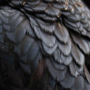 Bird [CD]