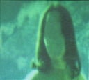 Boards Of Canada - Music Has The Right To Children *CD* | Mint (M) Mint (M)
