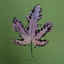 Moses Sumney - Live From Blackalachia | Mint (M) Mint (M)