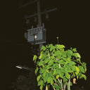 GIUSEPPE IELASI - Down On Darkened Meetings | Mint (M)