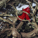Hannah Frances - Nested In Tangles (Ruby Red VINYL) | Mint (M) Mint (M)