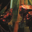 HAYVANLAR ALEMI - Psychedelia In Times Of Turbulence |