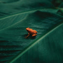 Ingredient - Ingredient [Vinyl]