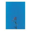 Joanna Newsom & The Ys Street Band E.P. | Mint (M) Mint (M)