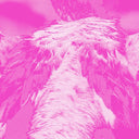 KATE CARR - A field guide to phantasmic birds |