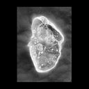 LUCIANO LAMANNA - In Vitro |