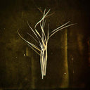 Mnemosyne |