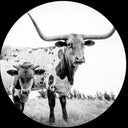 West Texas Blues |