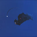 Michael Melchner - No Light Below (VINYL) | Mint (M) Mint (M)