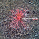MOEBIUS/STORY/LEIDECKER - Familiar (VINYL) |