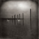 OM - Conference Of The Birds [Vinyl]