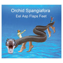 Eel Asp Flaps Feet |