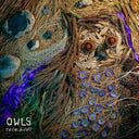 Owls - Rare Birds |