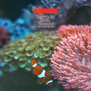 You're in both dreams (and you're scared) [Vinyl]