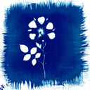 Floriography [CD]