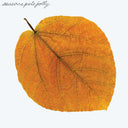 Pete Jolly - Seasons |