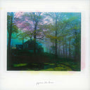 PIGEONS - The Bower |