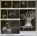 Radiohead - The King Of Limbs (VINYL) | Mint (M) Mint (M)