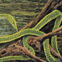 RAINFOREST SPIRITUAL ENSLAVEMENT - Green Graves |