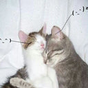I Love You So!