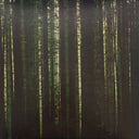 The Paper Kites - Evergreen (EVERGREEN MARBLE VINYL) | Mint (M) Mint (M)