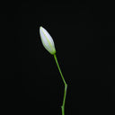 Snake [CD]