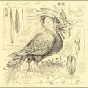 Accidental Ornithology [CD]