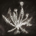 SCOTT TUMA - Dandelion |
