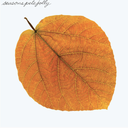 Seasons (Clear Amber) [Vinyl]