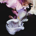 Murmurations [Vinyl]