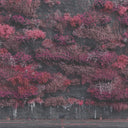 Even In Arcadia (CD) [CD]