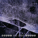 Speed Of The Stars [CD]