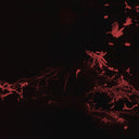 SVARTE GREINER - Moss Garden |