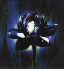 Crystalised (VINYL) | Mint (M) Mint (M)