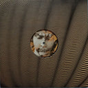 Where Angels Go Trouble Will Follow | Mint (M) Mint (M)