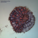 Molecular Affinity |